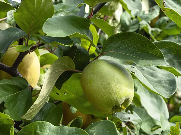 441036 - Quince (Cydonia oblonga)