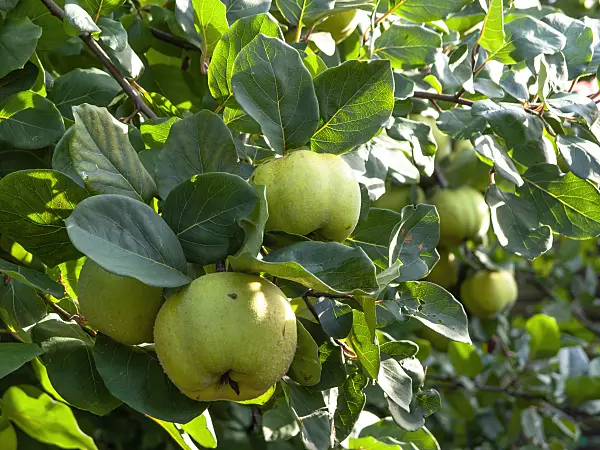 442021 - Quince (Cydonia oblonga)