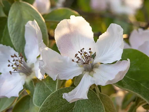 448049 - Quince (Cydonia oblonga)