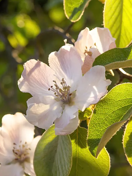 448050 - Quince (Cydonia oblonga)