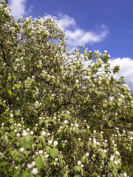 460060 - Quince (Cydonia oblonga)