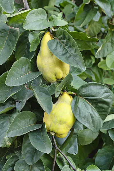 477037 - Quince (Cydonia oblonga)