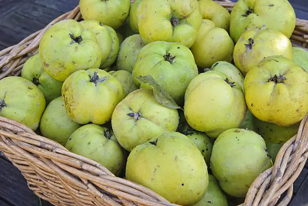 483047 - Quince (Cydonia oblonga)