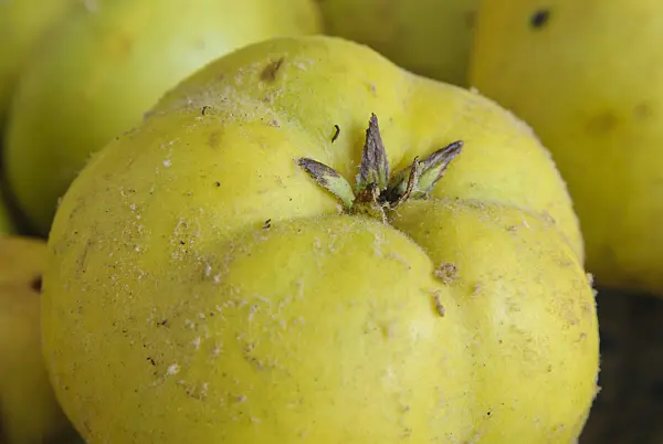483050 - Quince (Cydonia oblonga)