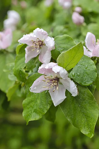484210 - Quince (Cydonia oblonga)