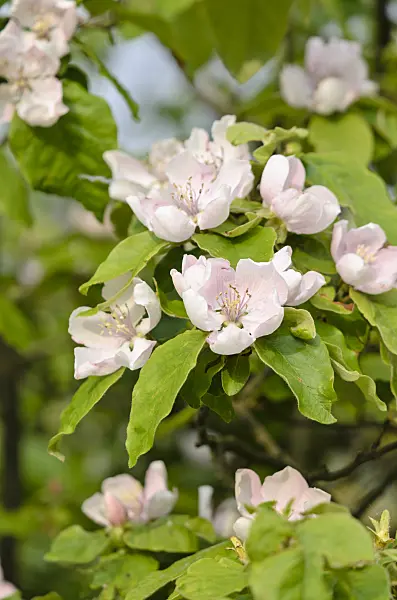 531211 - Quince (Cydonia oblonga)