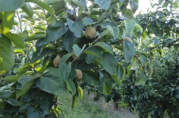 557255 - Quince (Cydonia oblonga)