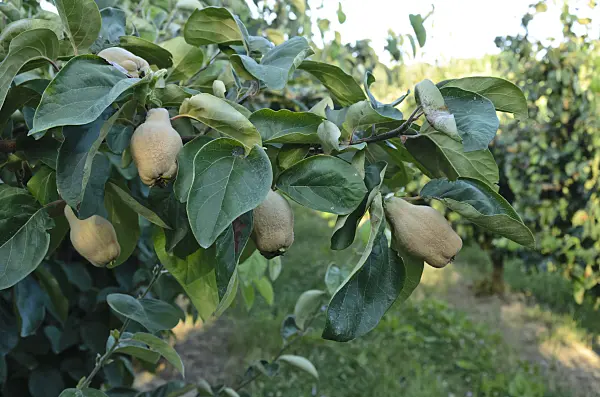 557256 - Quince (Cydonia oblonga)