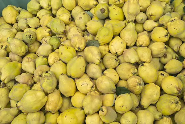562003 - Quince (Cydonia oblonga)