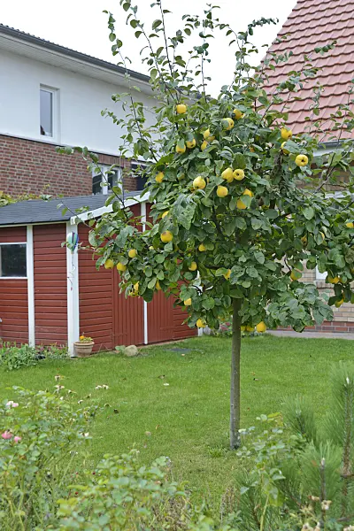 570136 - Quince (Cydonia oblonga)