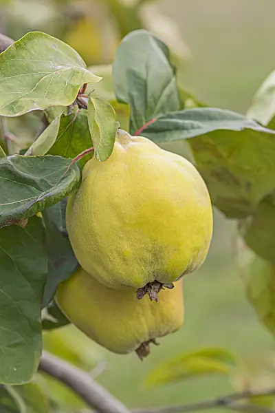 635030 - Quince (Cydonia oblonga 'Adamsova')