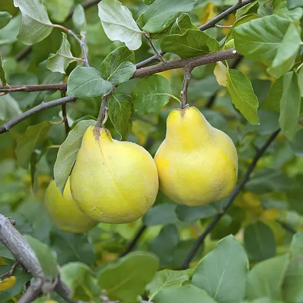 502182 - Quince (Cydonia oblonga 'Champion')