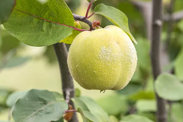 635031 - Quince (Cydonia oblonga 'Champion')