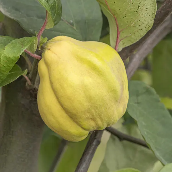 635034 - Quince (Cydonia oblonga 'Hruskovita')