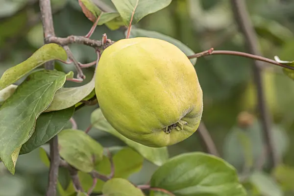 635036 - Quince (Cydonia oblonga 'Izobilnaja')