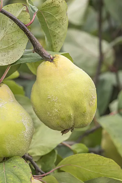 635037 - Quince (Cydonia oblonga 'Japlowida Plowidivskaja')