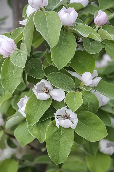 535342 - Quince (Cydonia oblonga 'Konstantinopeler')