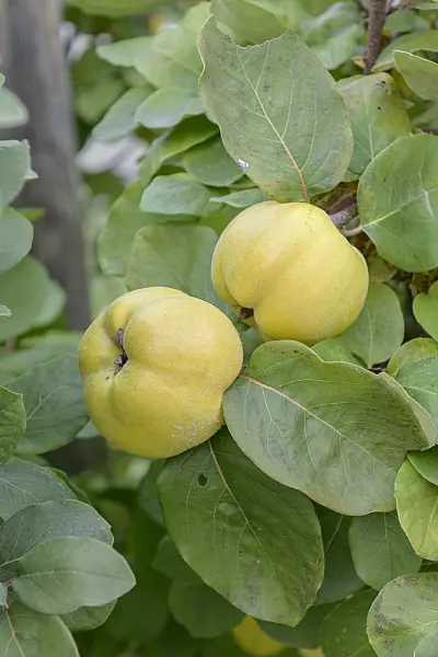 547135 - Quince (Cydonia oblonga 'Konstantinopeler')