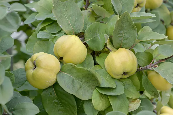 547136 - Quince (Cydonia oblonga 'Konstantinopeler')