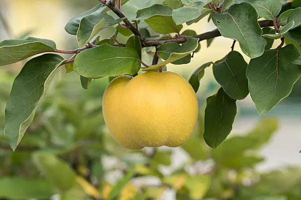 664111 - Quince (Cydonia oblonga 'Konstantinopeler')