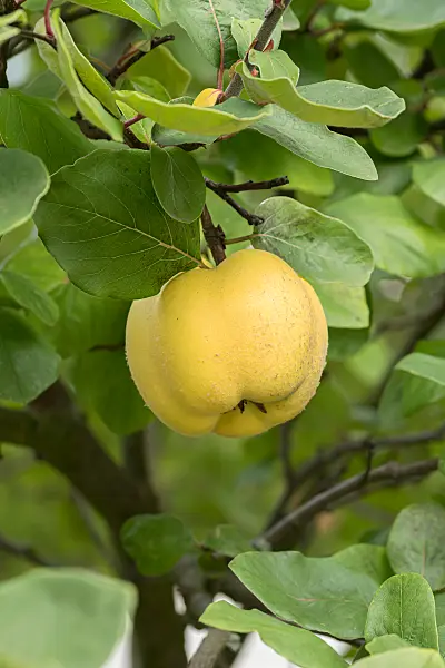664112 - Quince (Cydonia oblonga 'Konstantinopeler')