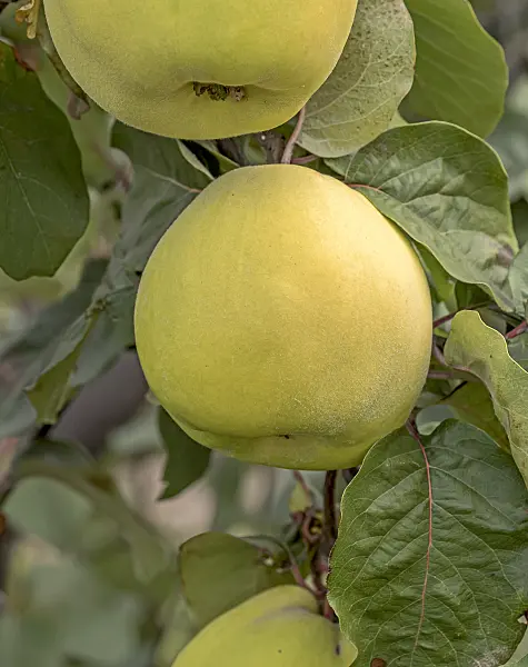 635039 - Quince (Cydonia oblonga 'Krymska')