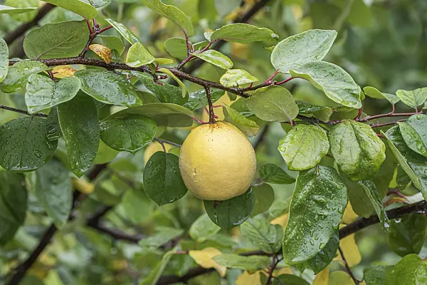 616006 - Quince (Cydonia oblonga 'Ludovic')