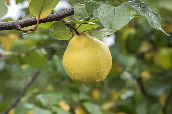 616007 - Quince (Cydonia oblonga 'Matador')