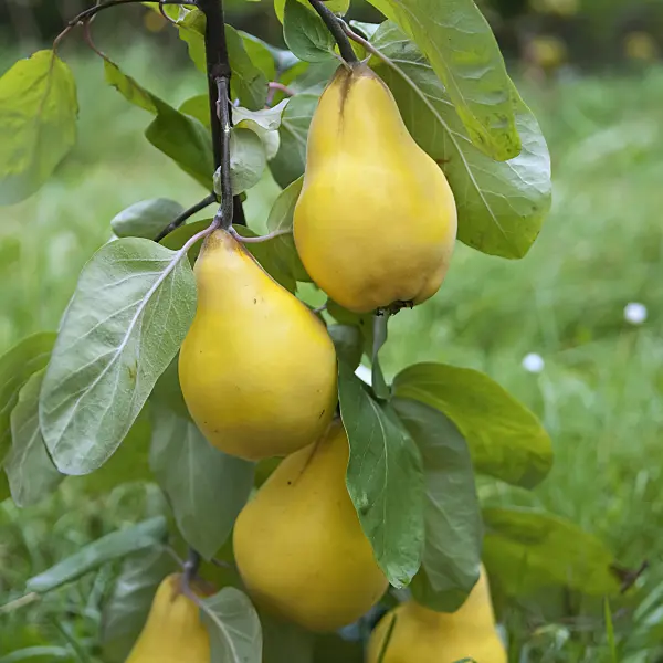 490055 - Quince (Cydonia oblonga 'Radonia')