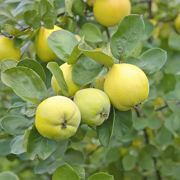 502183 - Quince (Cydonia oblonga 'Riesenquitte von Leskovac')