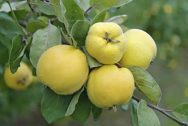 526094 - Quince (Cydonia oblonga 'Wudonia')