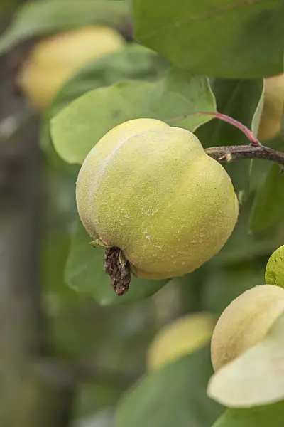 635042 - Quince (Cydonia oblonga 'Wudonia')