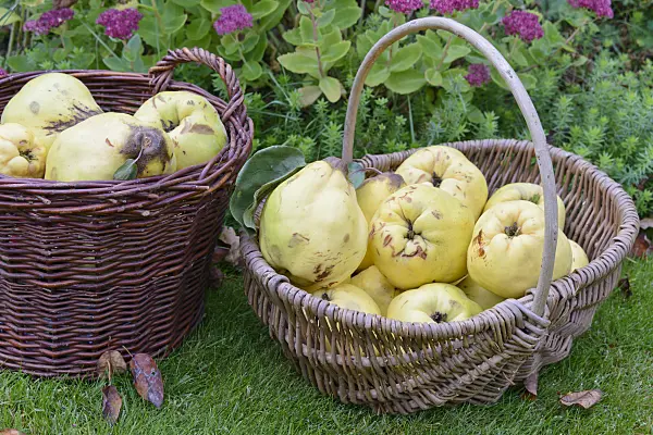 570133 - Quinces (Cydonia oblonga) in baskets
