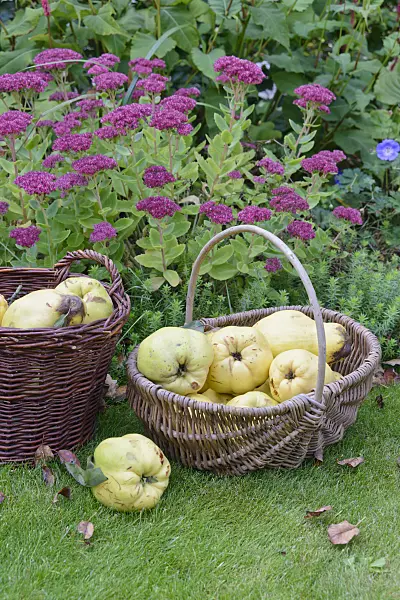 570135 - Quinces (Cydonia oblonga) in baskets