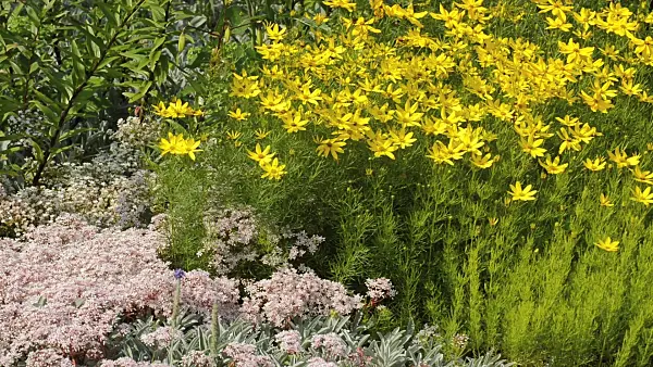510002 - Quirlblättriges Mädchenauge (Coreopsis verticillata) und Fetthenne (Sedum)