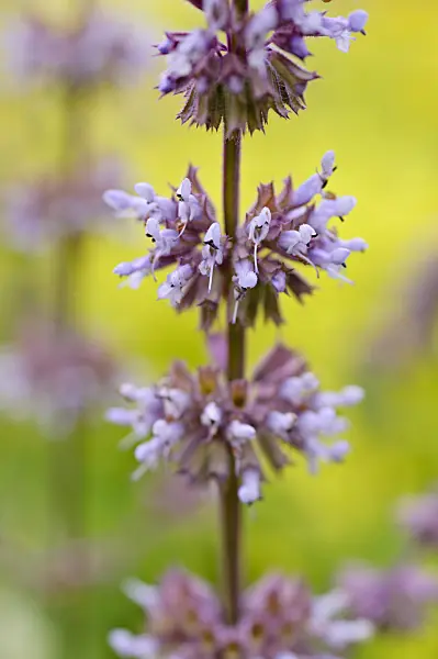 485183 - Quirlblütiger Salbei (Salvia verticillata)