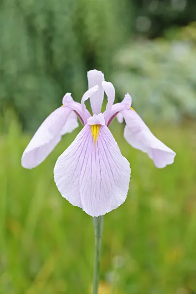 486099 - Rabbit-ear iris (Iris laevigata 'Rose Queen')
