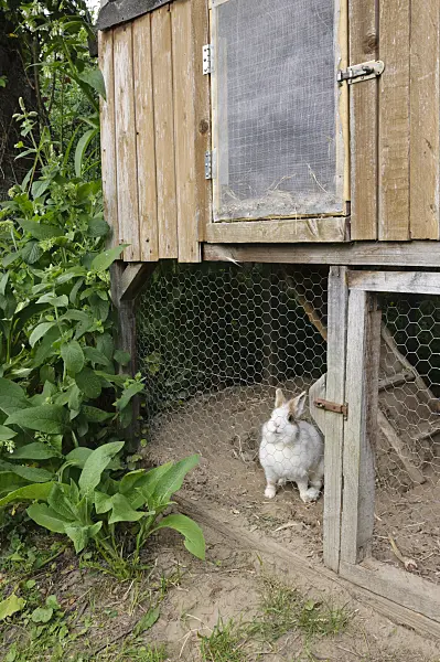 474126 - Rabbit hutch in a natural garden