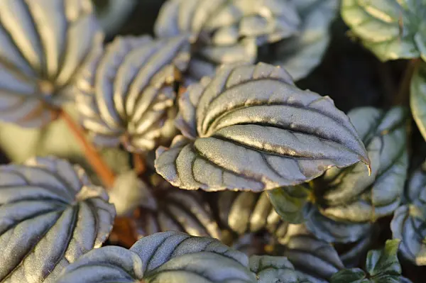 477119 - Radiator plant (Peperomia griseoargentea)