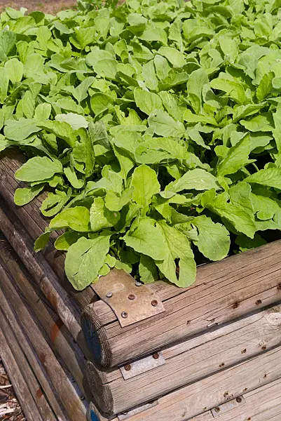 672091 - Radis cultivés (Raphanus sativus subsp. sativus) dans un potager surélevé