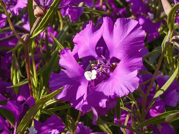 415015 - Ragged robin (Clarkia pulchella)