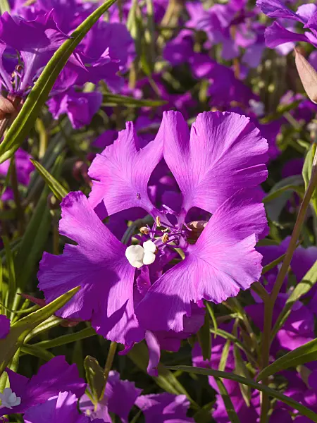415016 - Ragged robin (Clarkia pulchella)