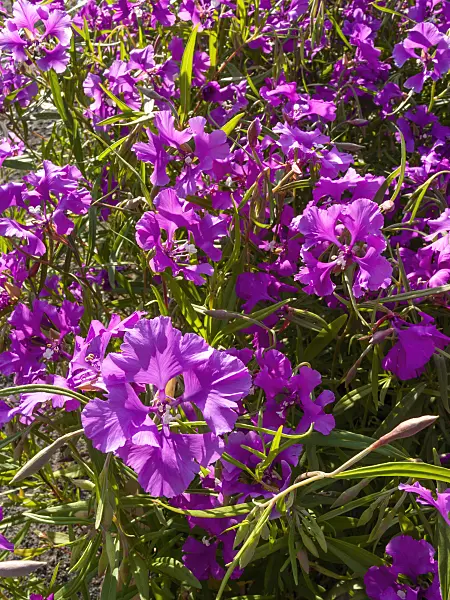 415017 - Ragged robin (Clarkia pulchella)