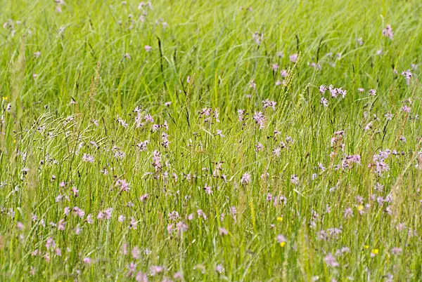 545002 - Ragged robin (Lychnis flos-cuculi syn. Silene flos-cuculi)