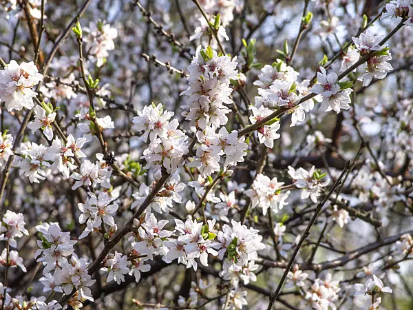 447035 - Ragouminier (Prunus tomentosa)