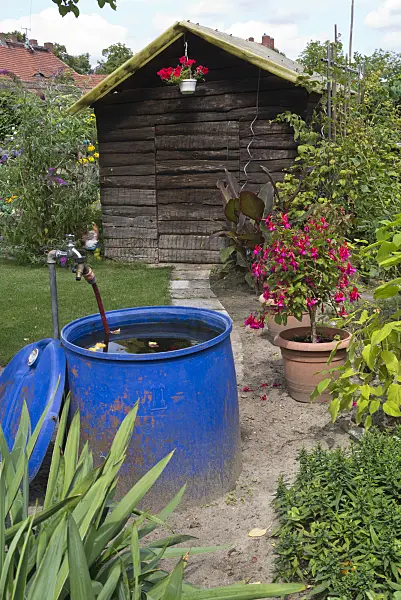 559012 - Rain barrel in an allotment garden