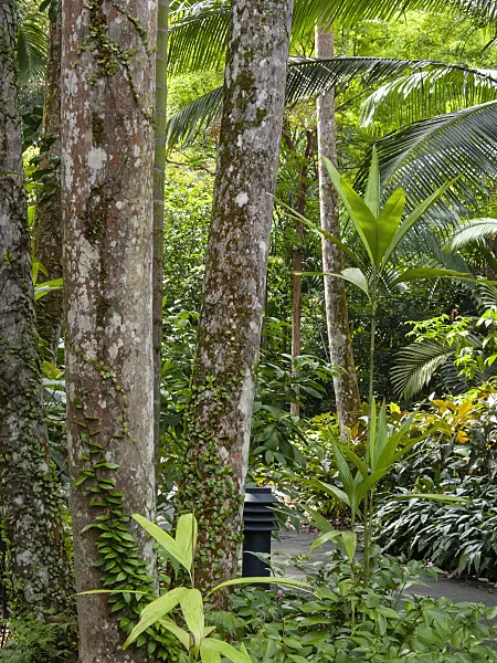 411179 - Rain forest