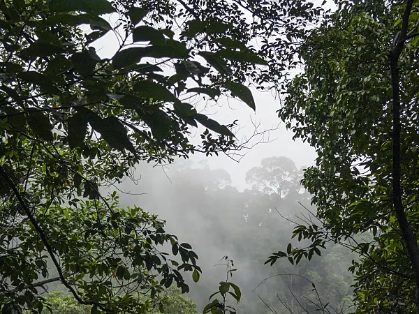 411029 - Rain forest, Bukit Timah Nature Reserve, Singapore