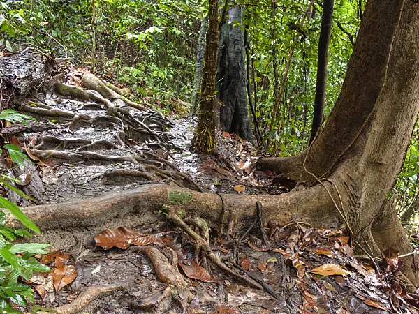 411030 - Rain forest, Bukit Timah Nature Reserve, Singapore