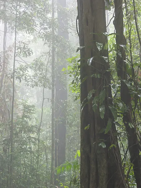 411032 - Rain forest, Bukit Timah Nature Reserve, Singapore